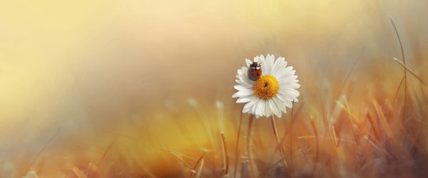 Gänseblümchen mit Marienkäfer, Glasbild Panorama Im Angebot – Bild 5